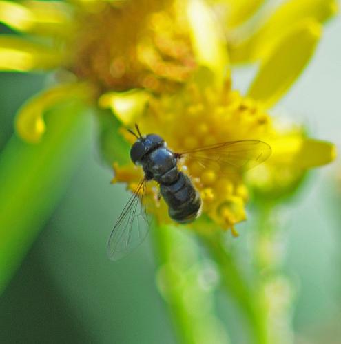Paragus sp.